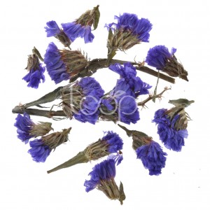 Myosotis Flower Tea Forget-Me-Not