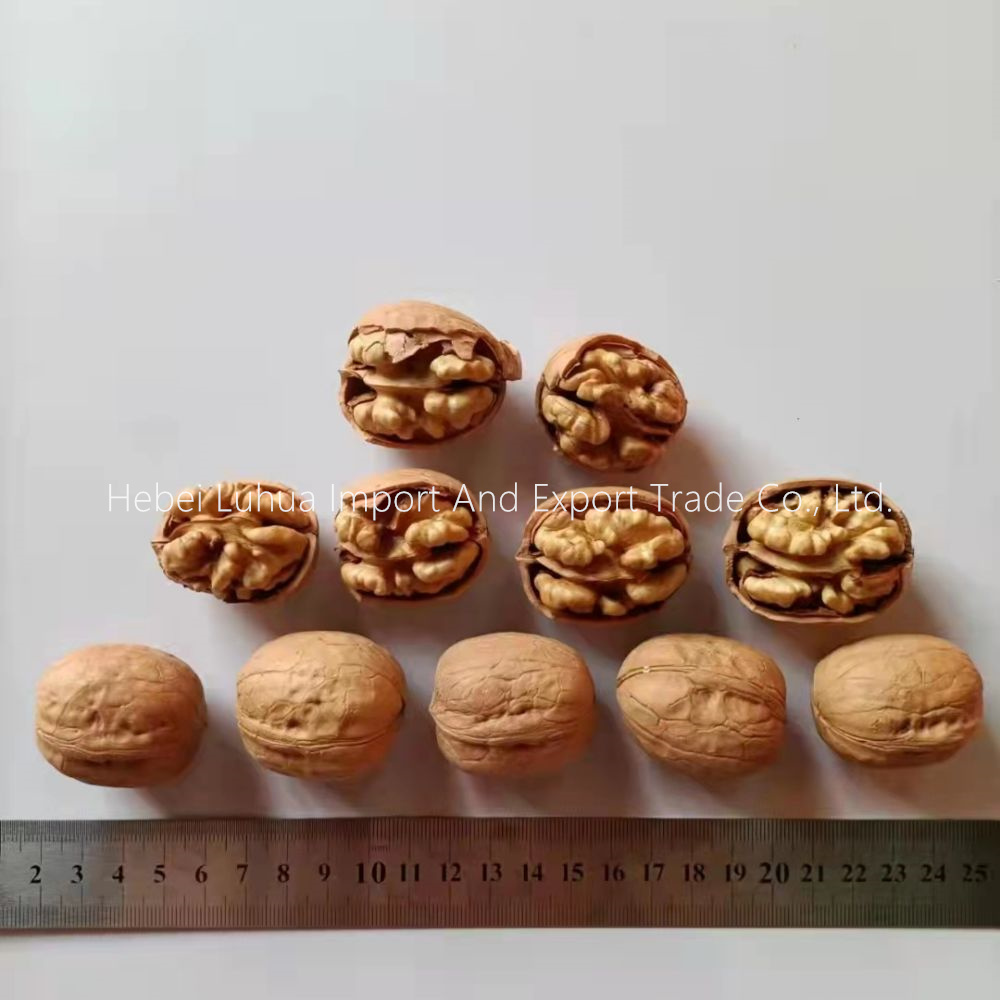 Xinjiang තුනී සම walnuts Xin 2 Walnuts In ...