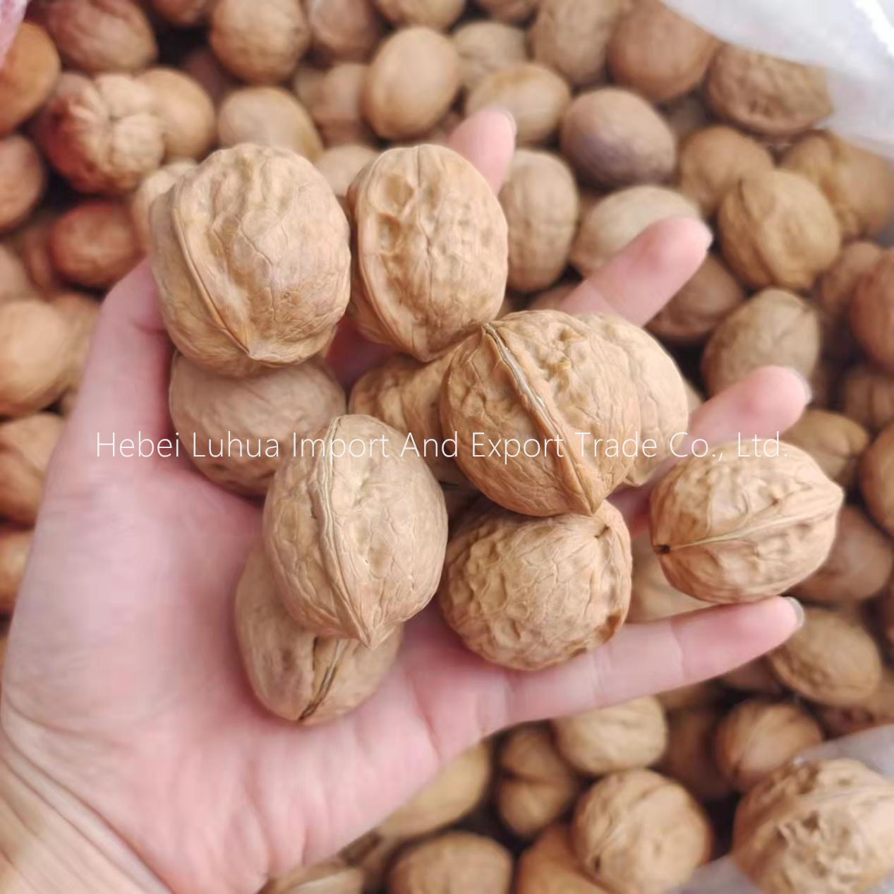 Walnut Xinjiang jenis kenari xinfeng ing cangkang
