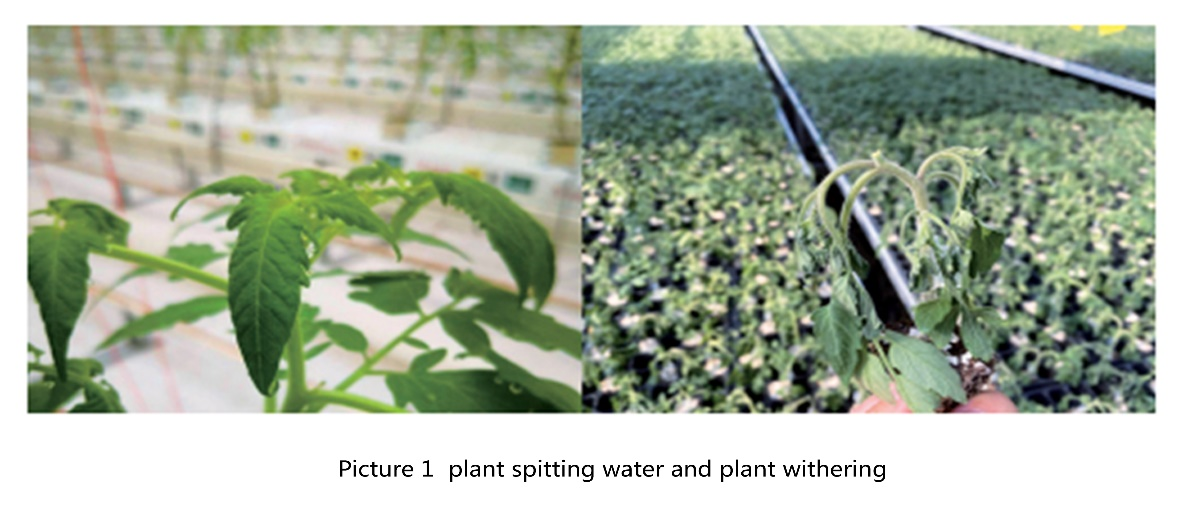 Tecnoloxía rizosfera EC e regulación do pH de cultivo de tomate sen solo en invernadoiro de vidro