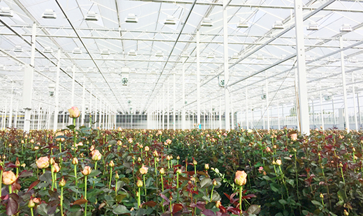 Hollandi roosi kasvuhoone