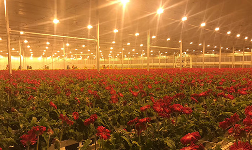 Baza za uzgoj cvijeća u Gansuu