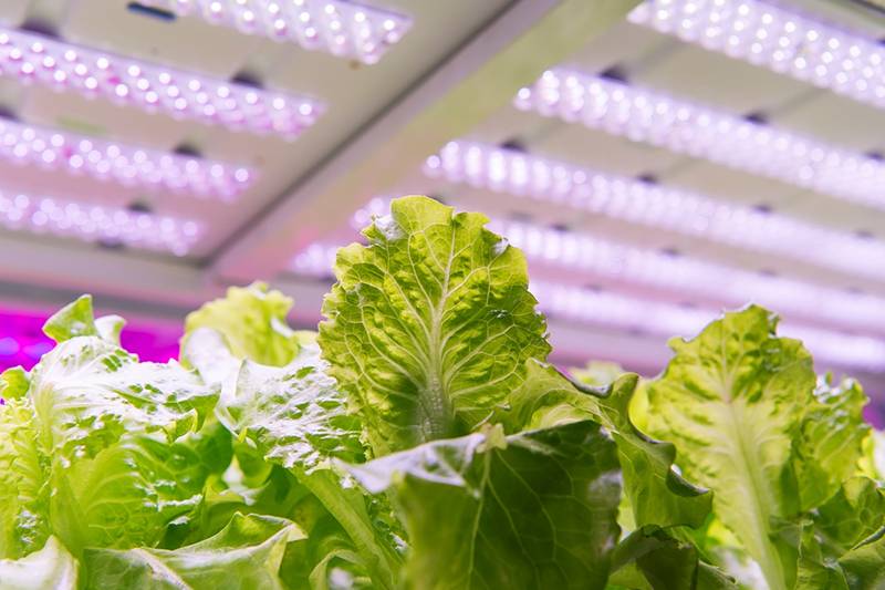 The development status and trend of LED grow lighting industry
