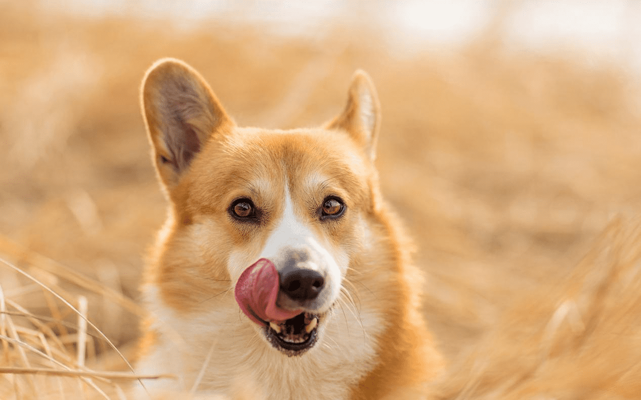 What kind of dog food is good for dogs?