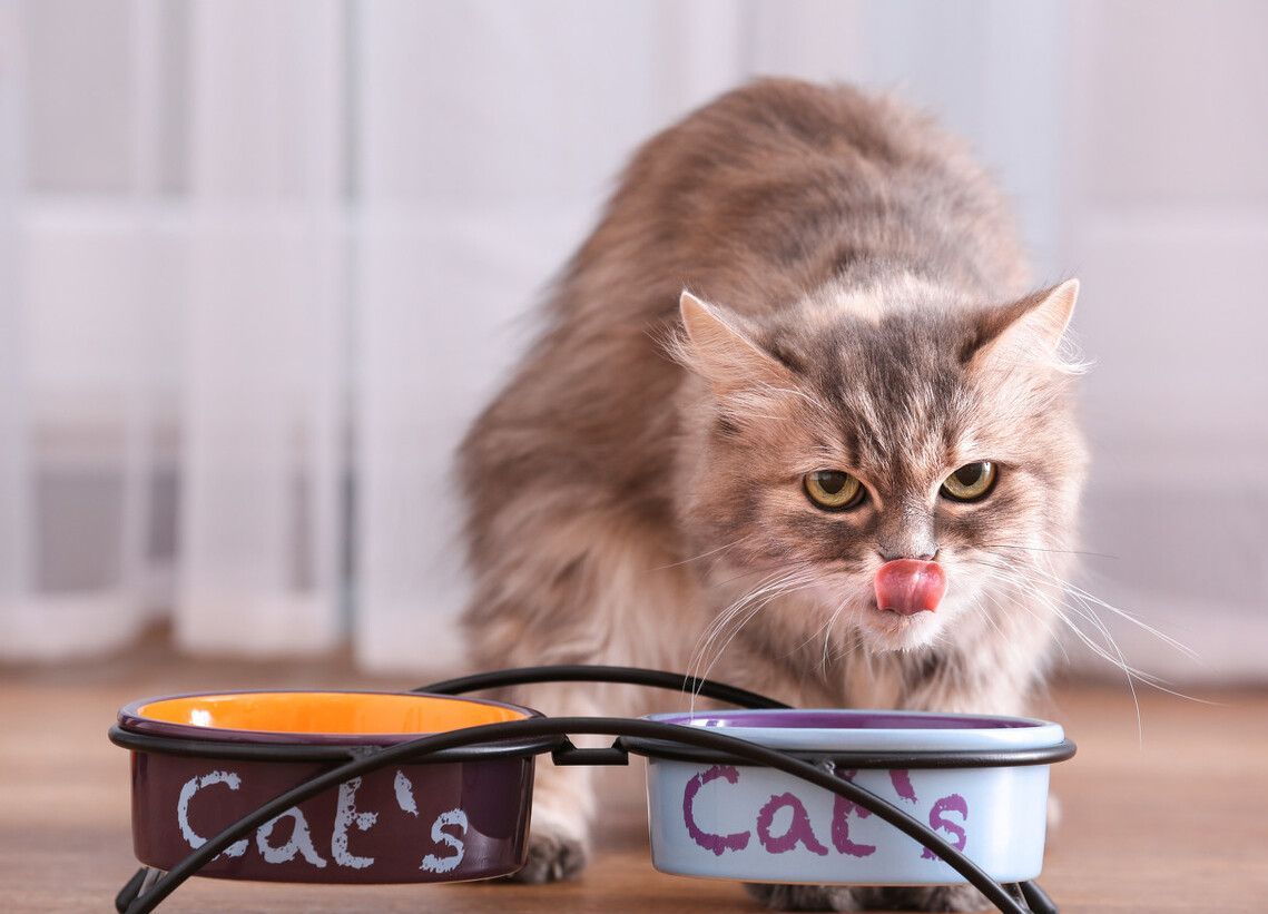 can dogs eat cat food？