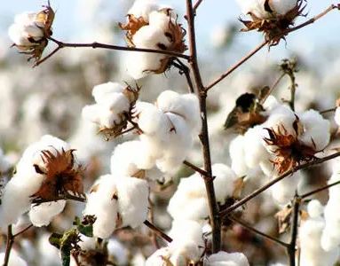 Bamboe vs Cotton Matras Fabric