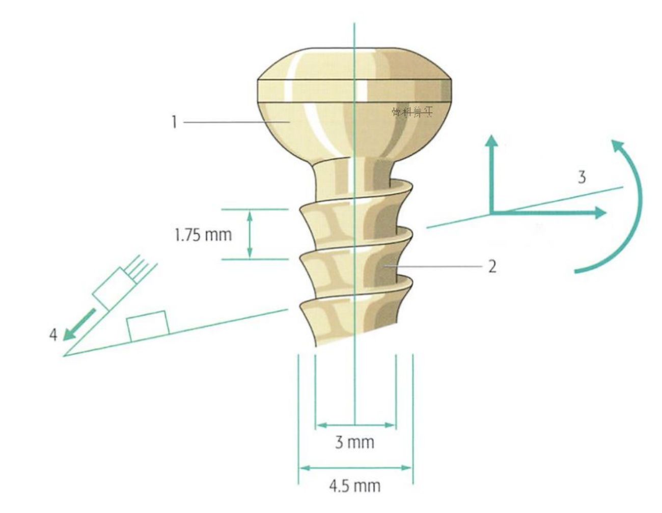 Orthopedic screws and the functions of screws