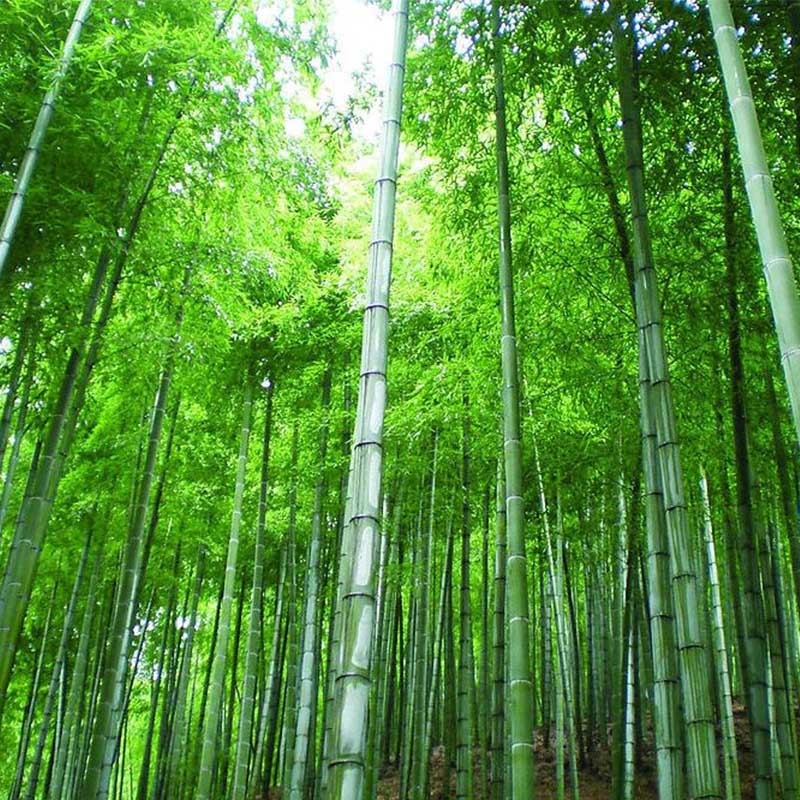 Characteristics And Disadvantages Of Bamboo Fiber Fabrics