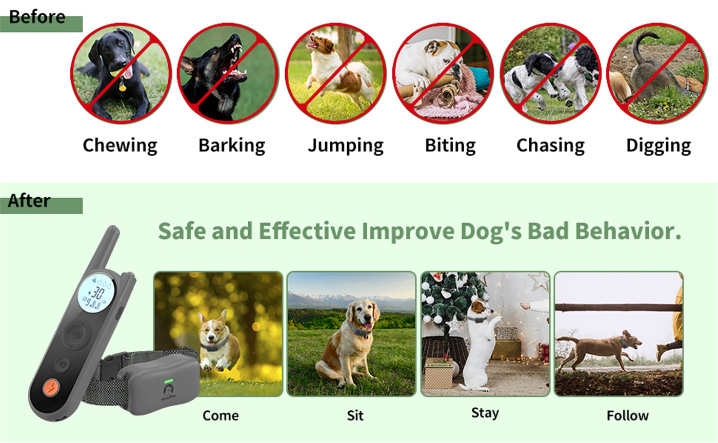 Köpek eğitimi için ipuçları-01