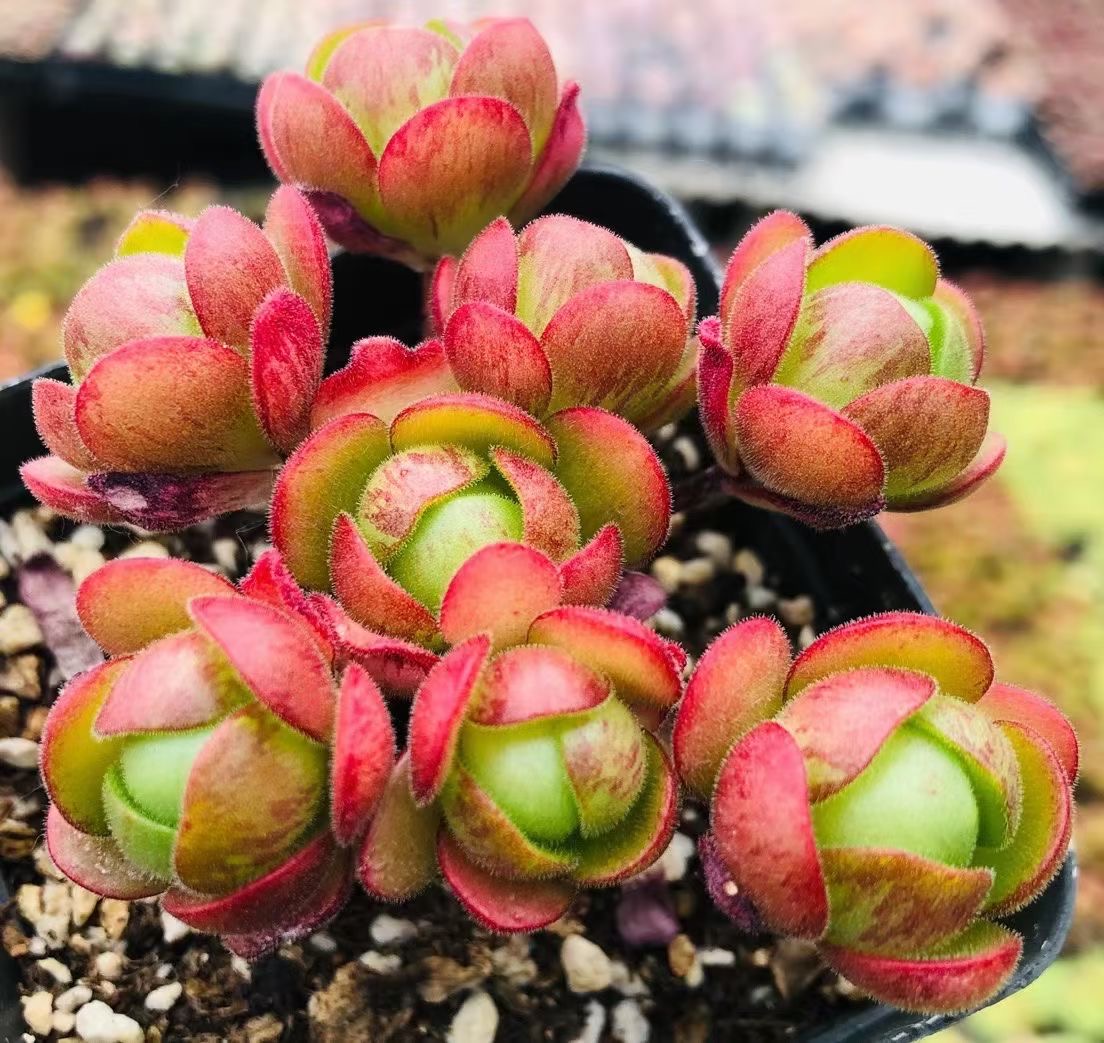 Succulent Plant Greenovia “small Balls “ Featured Image