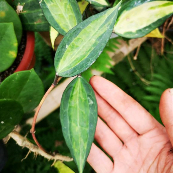 Hoya macrophylla variegata In Featured Image