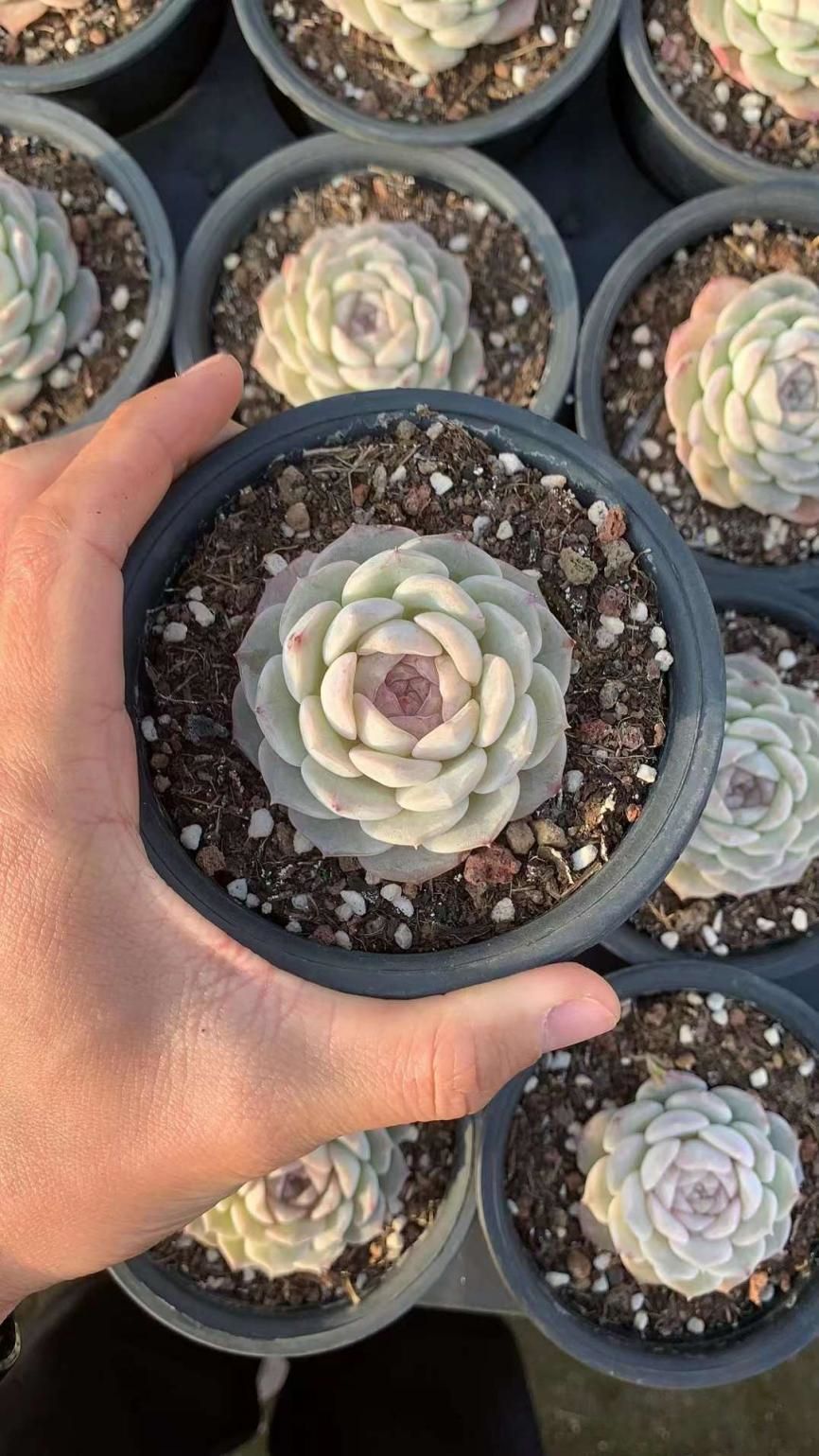 How to raise succulents to grow big and fat