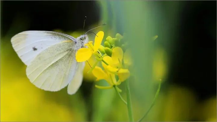 Nalika mirsani kupu-kupu fluttering ing taman succulent, iku wektu kanggo nimbang opsi medicinal.
