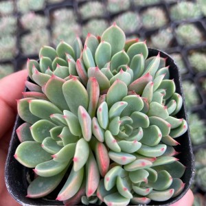 Succulent Plant Echeveria “‘Nana mini hook’ cluster “