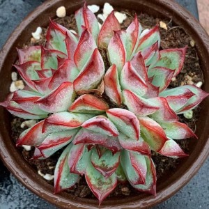 Succulent Plant Echeveria “Apus”
