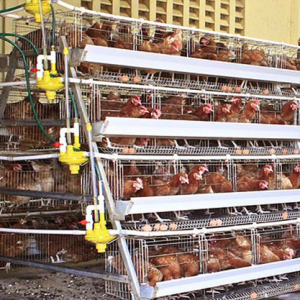 High reputation Semi Automatization Chicken Cages - A Type Layer Chicken Cage – Motong