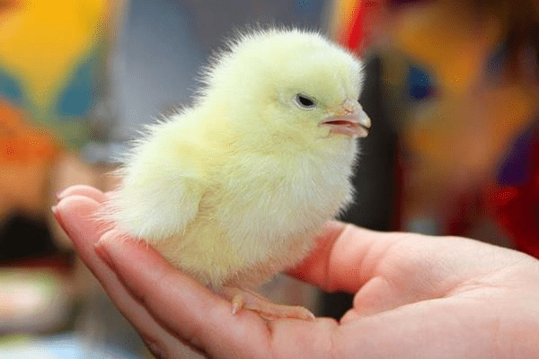 Chicken breeding method