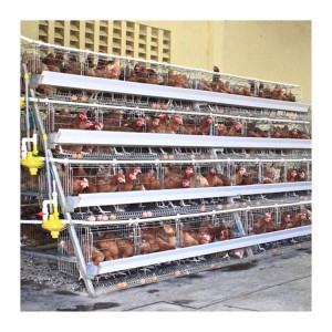 Manufacturing Companies for 3×3 Chicken Cage - layer cages chicken farm chicken cages egg layer chicken cage automatic – Motong