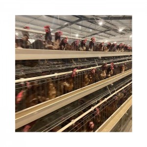 İyi Fiyat Otomatik Tavuk Çiftliği Ekipmanları Katman Yumurta Tavukları Tavuk Pil Kafesi