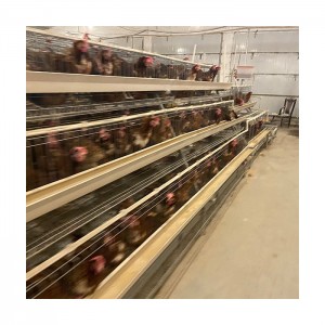 Equip d'avicultura Gàbia de pollastre de capa tipus amb sistema automàtic per a la venda