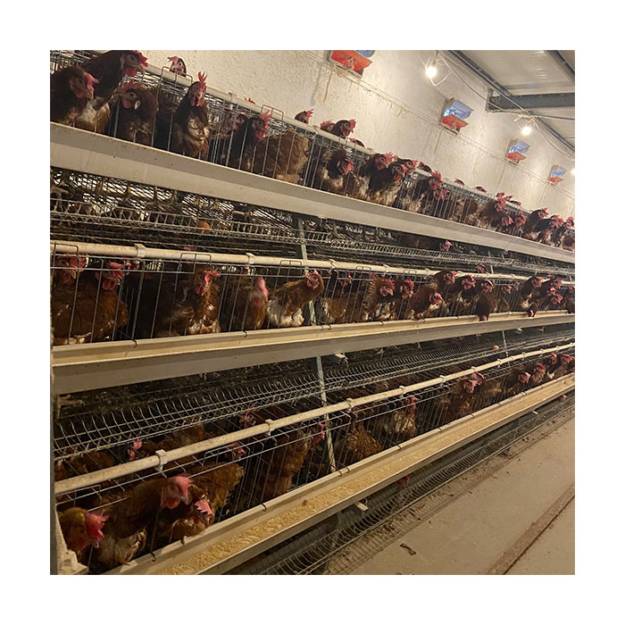 Una gàbia de cria de capa de pollastre tipus 4 nivells Col·lecció d'ous de gallina galvanitzada per immersió en calent