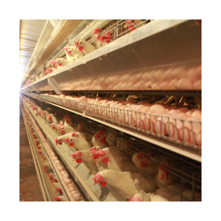 Equips automàtics de cria de pollastres Servei postvenda Granges avícoles de gàbia de capa