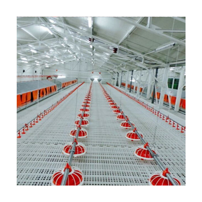 Poultry Farming Chicken Floor Rearing System for Broiler Drinking & Feeding Line