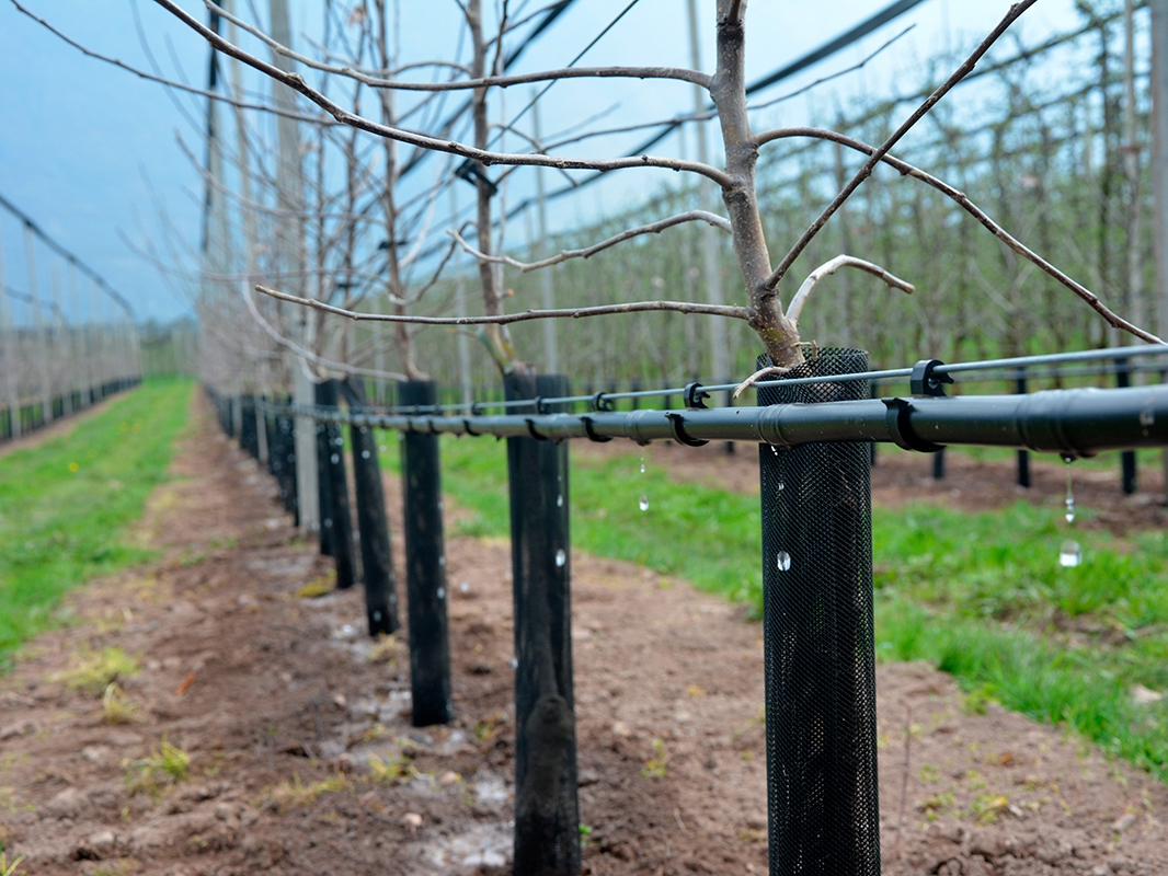 How to irrigate apple orchards