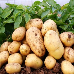Čerstvé brambory