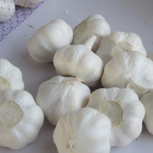 Pure white garlic to European hight quality Romania Bulgaria Greece Ukraine Poland Hungary fresh garlic