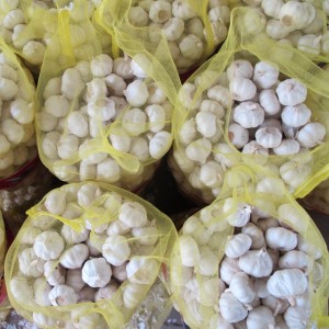 Nieuwe gewasfabriekleverancier Normaal wit en zuiver wit knoflook voor Indonesië, Maleisië, Thailand uit de Chinese fabriek