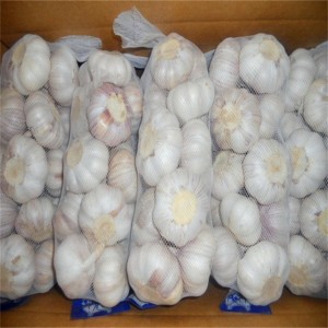 korkealaatuisia kiinalaisia ​​valkosipulin sipuleita valkosipulia myytävänä