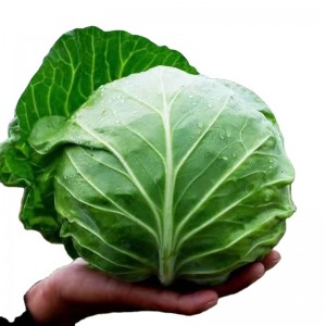 Wholesale Chinese Best Quality Hybrid F1 Heat Resistant Cabbage Seed