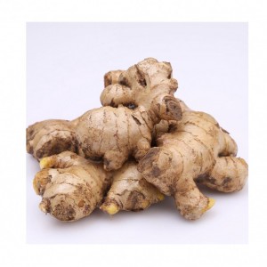 Fresh Ginger Exporter Para sa Ginger Buyer Importers Sa Luya