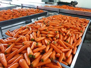 हॉट विक्री व्हिएतनाम गाजर सर्वोत्तम किंमत आरोग्यासाठी उच्च दर्जाची सुरक्षितता