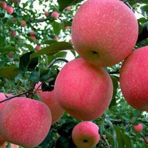 중국 빨간 맛있는 사과 맛있는 신선한 후지 사과