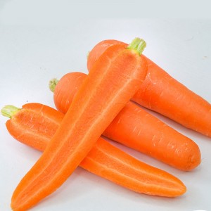 carota fresca lunga croccante all'ingrosso