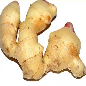 Prezzo d'esportazione di Cina 1kg China Mature Fresh Ginger