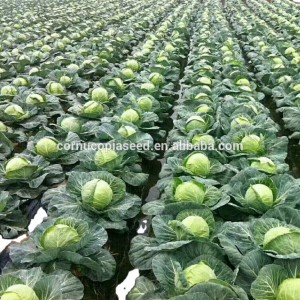 Lag luam wholesale Suav Zoo Zoo Hybrid F1 Thaum tshav kub kub Resistant Cabbage Noob