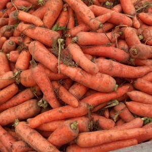 Carrot ùr mòr saor