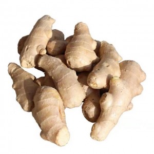 Ligumi di stagione di alta qualità ginger fresche di alta qualità ginger di stagione di Shandong