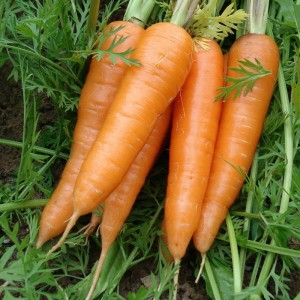 едро хрупкав дълъг пресен морков