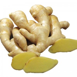 Suav Fresh Ginger High Quality Ginger Export