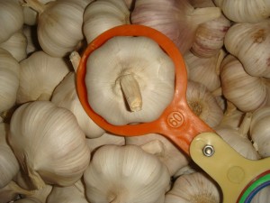 Importazione di l'agliu