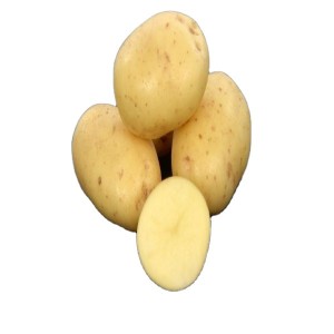 Нова культивована картопля найкращої якості 2021 року, свіжа жовта шкірка