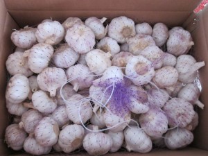 Alho branco puro chinês 3p procura comprador de alho