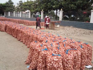Xitoy zavodidan Indoneziya, Malayziya, Tailand uchun yangi ekin zavodi yetkazib beruvchi oddiy oq va sof oq sarimsoq