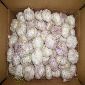 Sìne garlic ùr / pacadh garlic dearg / sìol garlic 5% dheth