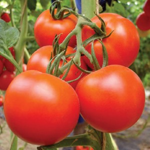 Unbeheinde groei hybride tomaat sieden Israel