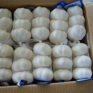 hudhra e freskët dhe xhenxhefil hudhra e freskët importuese e çmimit normal të bardhë të pastër të hudhrës së bardhë në Kinë
